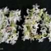 Gajra flowers